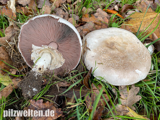 Karbolchampignon, Agaricus xanthodermus