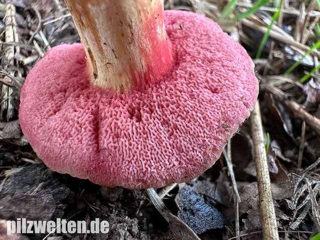 Rubinroter Zwergröhrling, Chalciporus rubinus