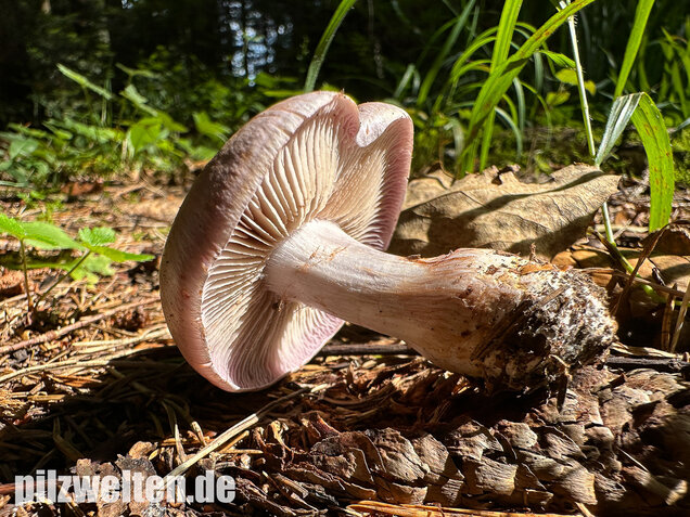 Verfärbender Schleimkopf, Cortinarius largus