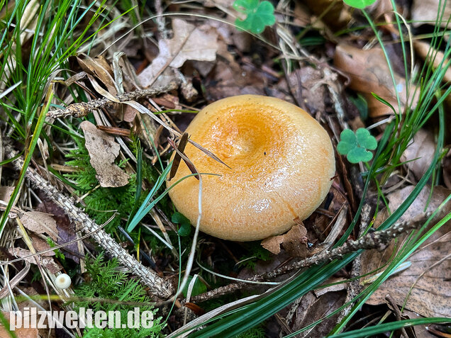 Lachsreizker, Lactarius salmonicolor