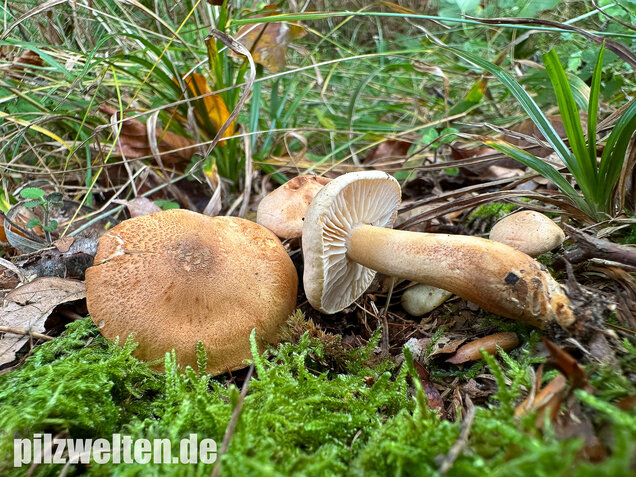 Lärchenritterling, Schwammiger Ritterling, Tricholoma psammopus
