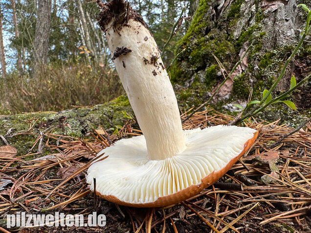 Orangeroter Graustieltäubling, Orangeroter Moor-Täubling, Russula decolorans