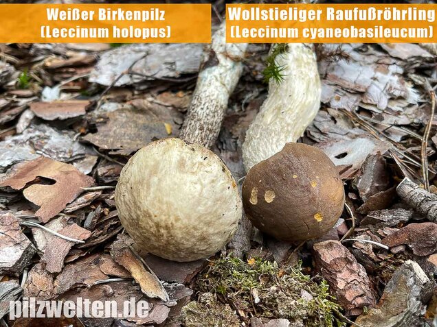 Weißer Birkenpilz, Leccinum holopus