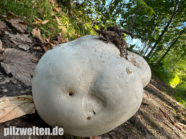 Riesenbovist, Calvatia gigantea