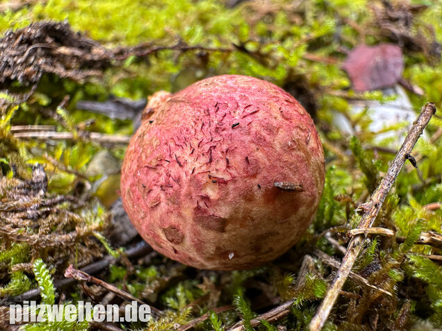 Rötlicher Wurzeltrüffel, Rhizopogon roseolus