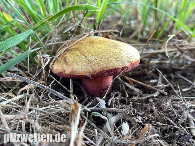 Rubinroter Zwergröhrling, Chalciporus rubinus