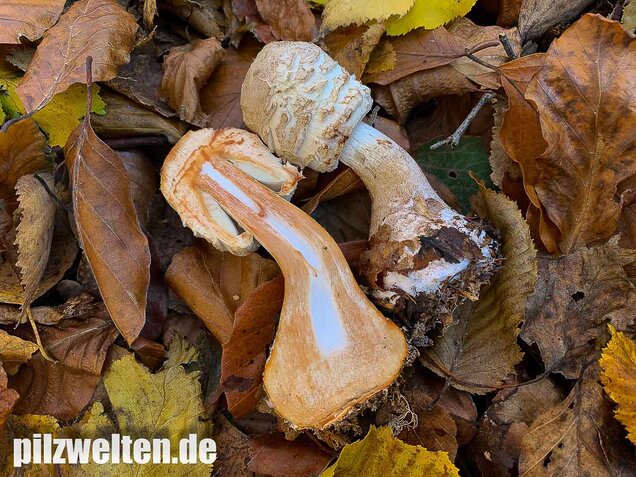 Olivbrauner Safranschirmling, Wald-Safranschirmling, Chlorophyllum olivieri