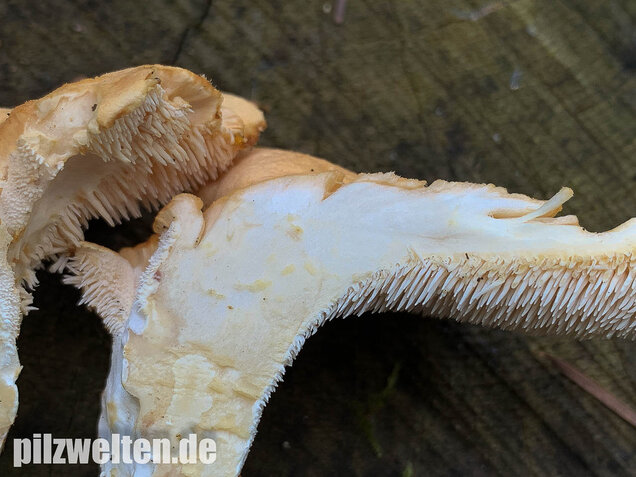 Semmelstoppelpilz, Hydnum repandum