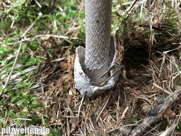 Silbergrauer Scheidenstreifling, Amanita argentea