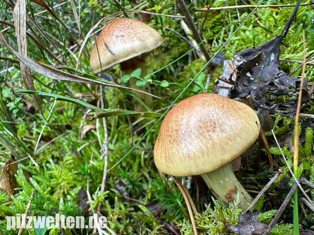 Stinkender Schleimkopf, Gelber Schleimkopf, Phlegmacium mussivum