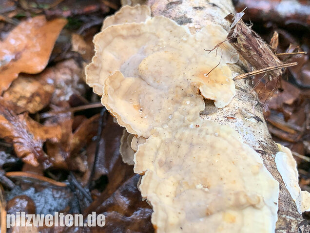 Striegeliger Schichtpilz, Stereum hirsutum