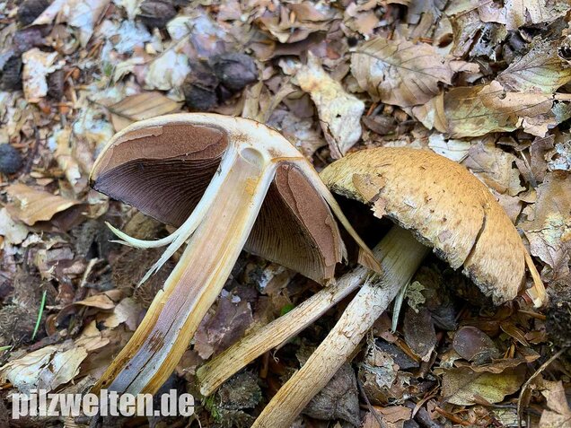 Tränender Saumpilz, Lacrymaria lacrymabunda