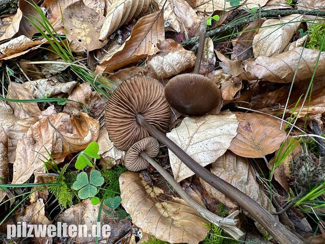 Traniger Rötling, Gebrechlicher Glöckling, Entoloma hirtipes