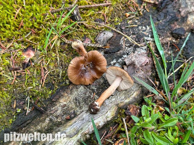 Rübenfüßiger Risspilz, Inocybe napipes