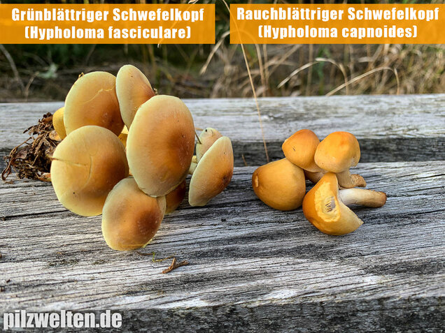 Rauchblättriger Schwefelkopf, Hypholoma capnoides