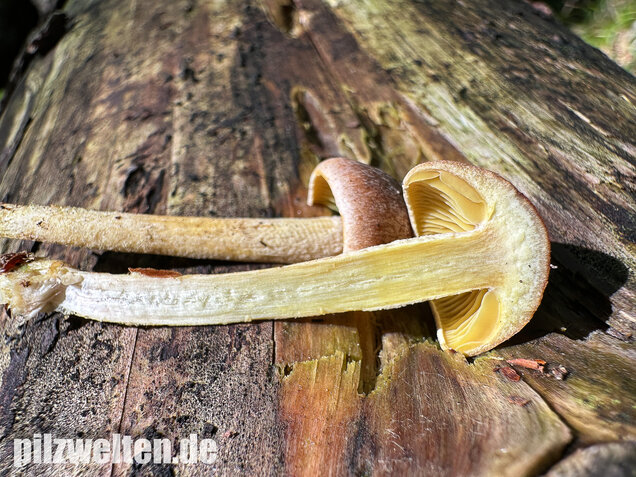 Violettbrauner Schwefelritterling, Tricholoma bufonium