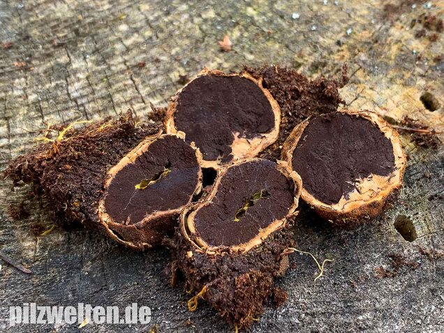 Warzige Hirschtrüffel, Elaphomyces granulatus