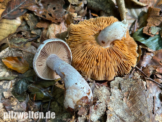 Weißvioletter Dickfuß, Cortinarius alboviolaceus