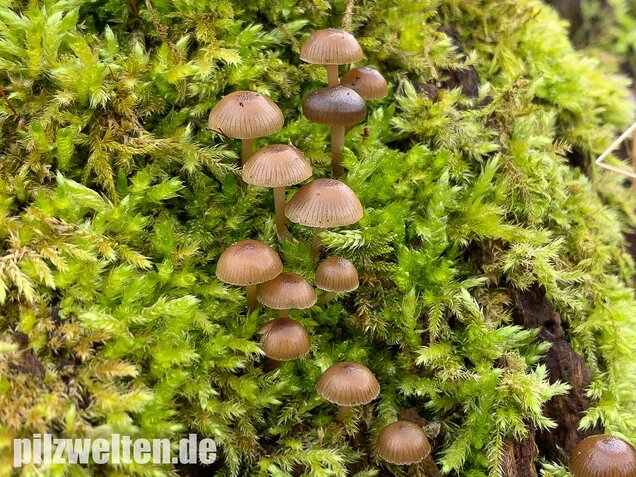 Winter-Helmling, Mycena tintinnabulum