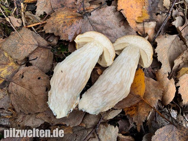 Wollstieliger Raufußröhrling, Leccinum cyaneobasileucum