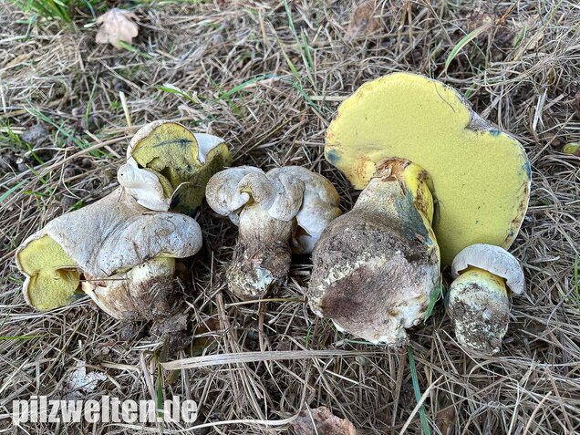 Wurzelnder Bitterröhrling, Caloboletus radicans