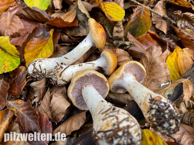 Ziegelgelber Schleimkopf, Semmelgelber Schleimkopf, Cortinarius varius