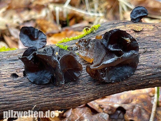Abgestutzter Drüsling, Stoppeliger Drüslinge, Exidia glandulosa