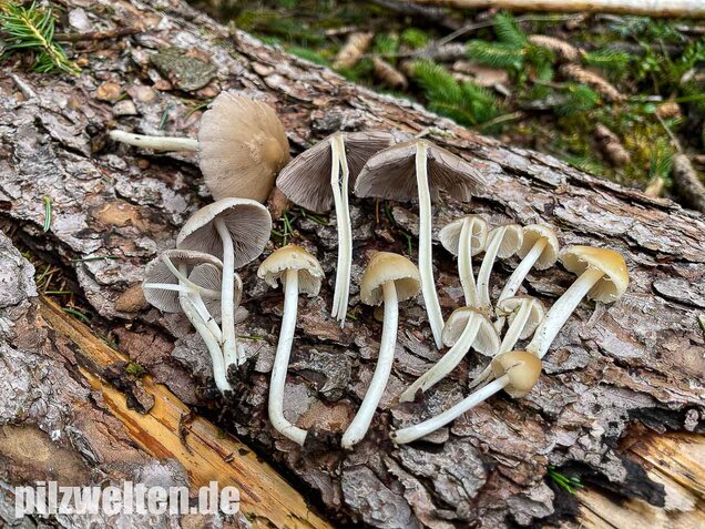 Behangener Faserling, Psathyrella candolleana