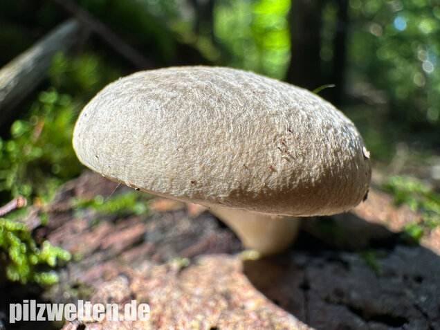 Berindeter Seitling, Pleurotus dryinus