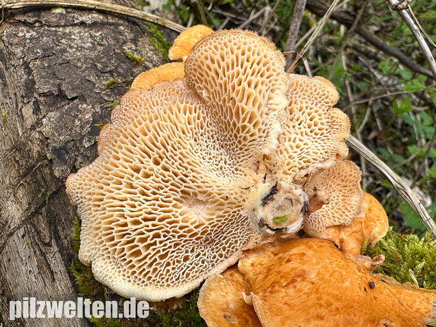 Bienenwabenporling, Waben-Stielporling, Neofavolus alveolaris