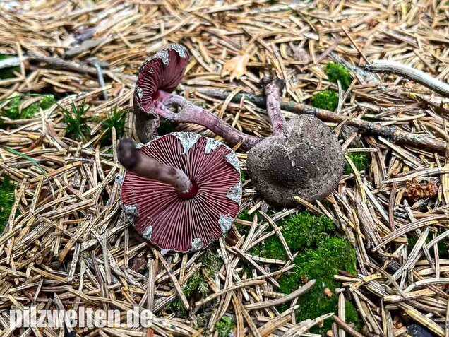 Blutblättriger Zwergschirmling, Melanophyllum haematospermum