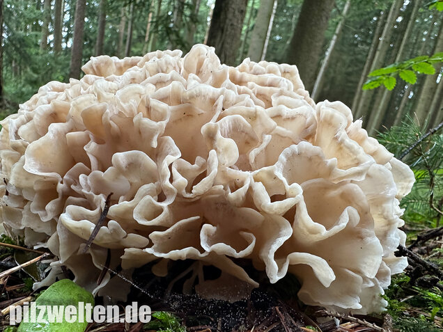 Breitblättrige Glucke, Sparassis brevipes
