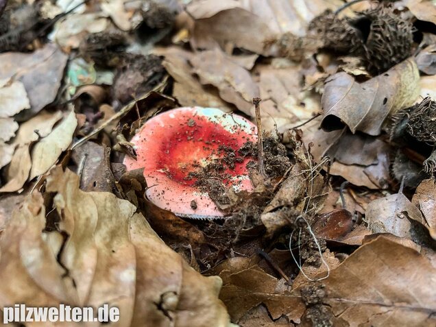 Buchenspeitäubling, Russula nobilis