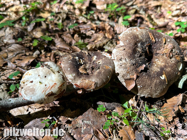 Dickblättriger Schwärztäubling, Russula nigricans
