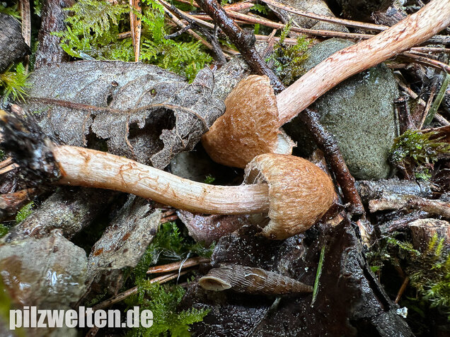 Frühlingsrisspilz, Später Risspilz, Inocybe nitidiuscula