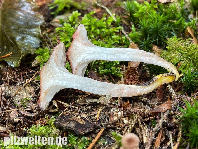 Gefleckter Gelbfuß, Gomphidius maculatus