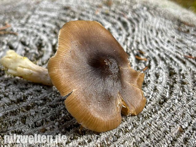 Geradrandiger Rötling, Entocybe turbida