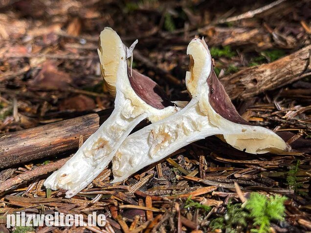 Geriefter Weichtäubling, Russula nauseosa