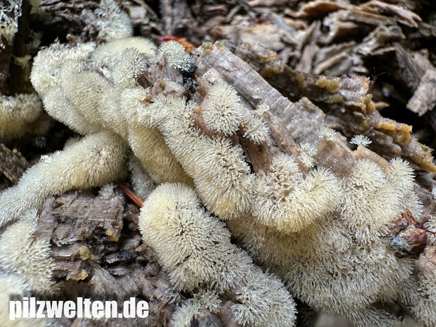 Geweihförmiger Schleimpilz, Ceratiomyxa fruticulosa