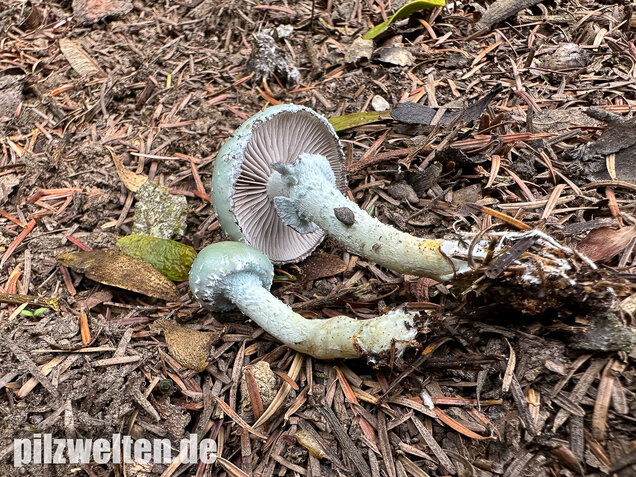 Grünspanträuschling, Stropharia aeruginosa