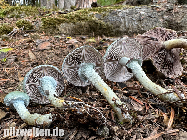 Grünspanträuschling, Stropharia aeruginosa