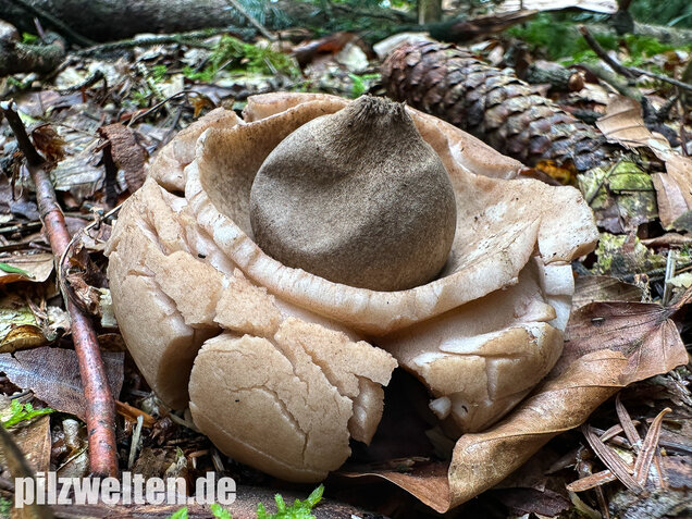 Halskrausen-Erdstern, Geastrum michelianum