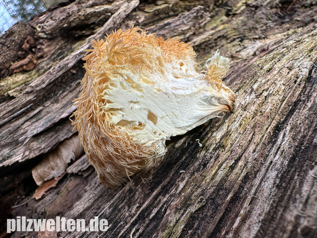 Igelstachelbart, Lion's mane Mushroom, Hericium erinaceus
