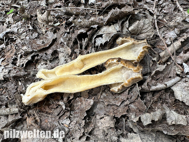 Käppchenmorchel, Morchella semilibera