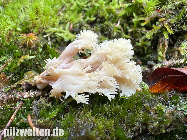 Kammkoralle, Kammförmiger Keulenpilz, Clavulina coralloides