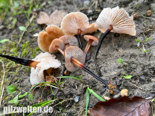 Kohlstinkschwindling, Gymnopus brassicolens