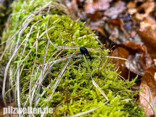 Langstielige Holzkeule, Xylaria longipes
