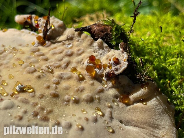 Laubholzharzporling, Ischnoderma resinosum