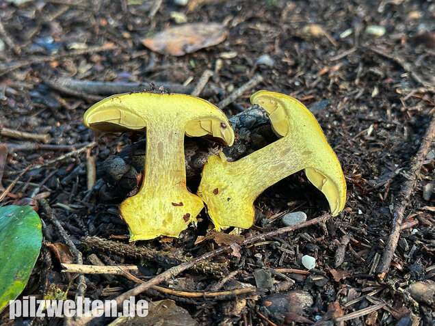 Schöngelber Klumpfuß, Calonarius splendens