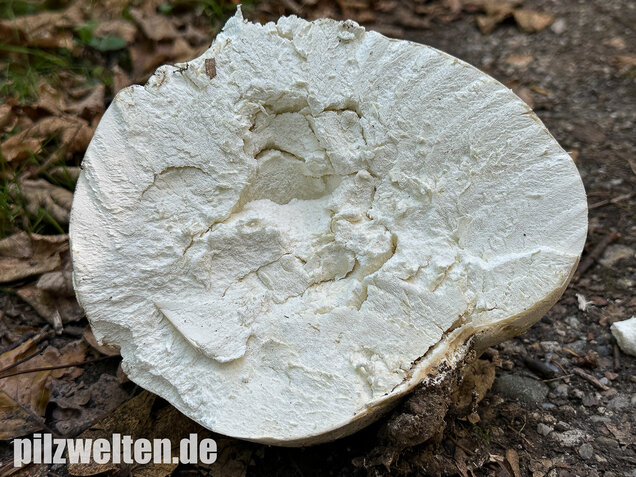 Riesenbovist, Calvatia gigantea
